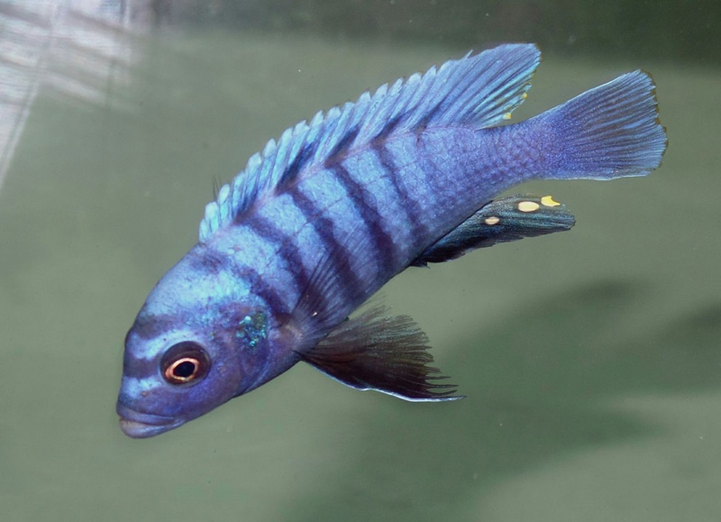Cynotilapia sp. 'ndumbi'